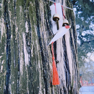 月矢-如果你想把这个梦做完的话