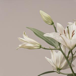 Infectious (Acoustic)