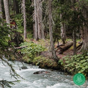 Citrusdal Forest Stream (River mouth)