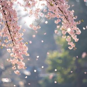 春眠ヲとろかす