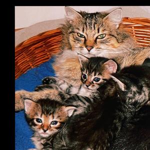 i'm sorry for what i'm about to do to you