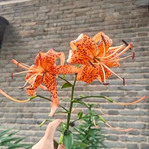 晨雾夜灯