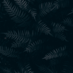 Calm Ahead