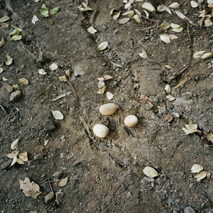 blanc: 散文, 2026 Mar.