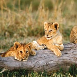 Τα μικρά μας λιοντάρια (Ο Σπάνιος Λέων μας)