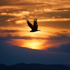 Paisajes Sonoros Relajantes