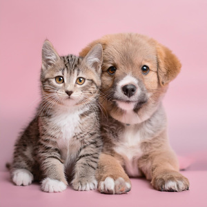 Vibraciones Felices De Sonido