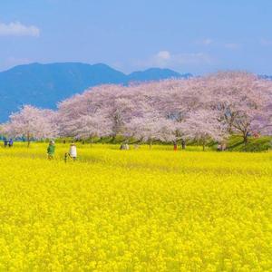 skjfjkjbasbfhjvzkclkan