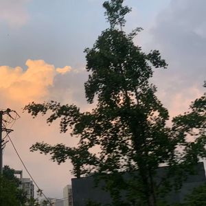 蝉蜕悬枝的静默