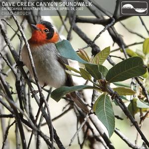 Part 18, Wildlife Paparrazzi