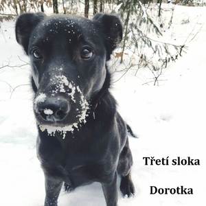 Dorotka