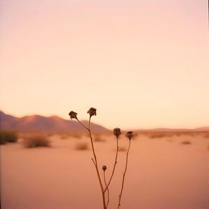 他们叫我别爱得太快