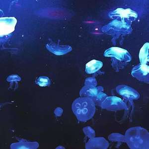 浪漫专属限定(prod.by 澜)