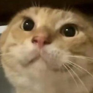 耄耋梦男糗大了