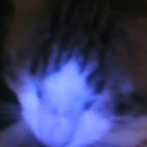 Earrape