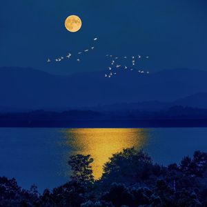 月亮里的玫瑰与故事（cover.王OK）