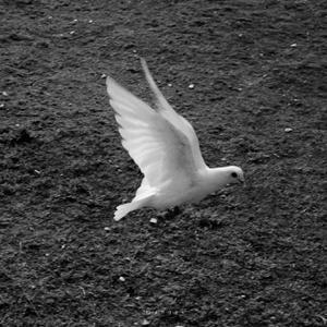 白鸽(抖音热搜女生版)（翻自 你的上好佳）