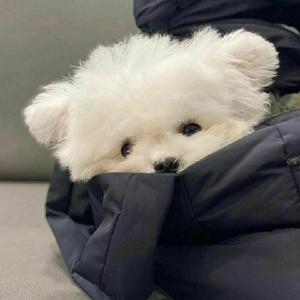 听海（翻自 张惠妹）