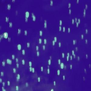 No. XXVII ("For the heart, life is simple: it beats for as along as it can. Then it stops.")