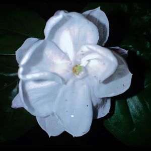 香水味是茉莉花