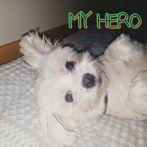 우리 강아지 (MY HERO)