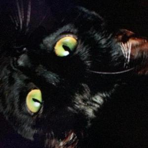 The Black Cat is Good Luck