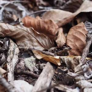 山阴路的夏天（翻自 李志）