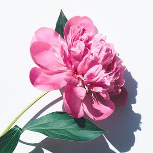 AYAYAYA (Piano Arrangement)