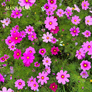 花々