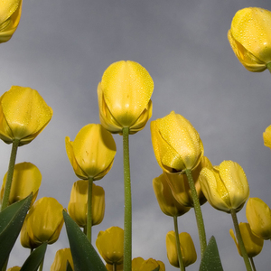 山东杂粮煎饼歌