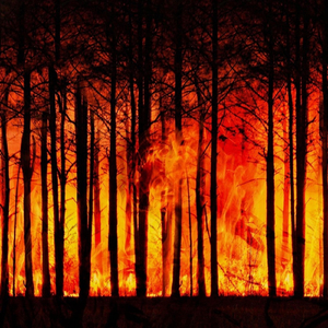 Arde Pădurea (feat. Frate Gheorghe)