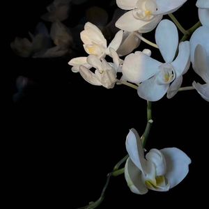 蝴蝶兰（prod.by Morrow)