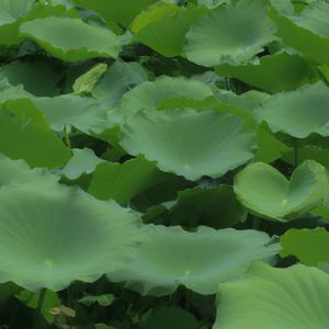 从此后不再挽留