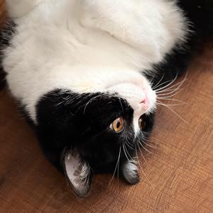 i hate you i love you（翻自 gnash）