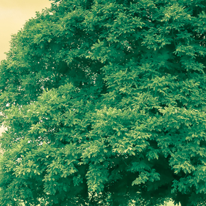 来自月亮的问候