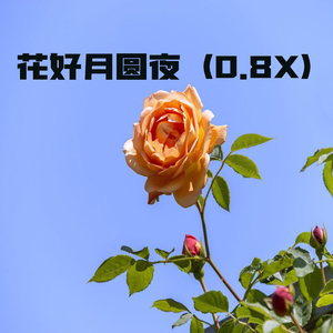 花好月圆夜 (0.8x)
