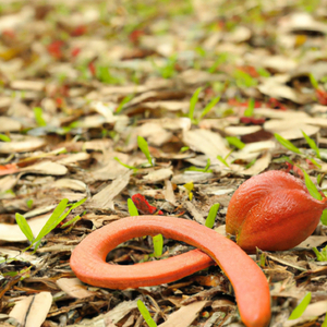 zoraline, cosmos caller