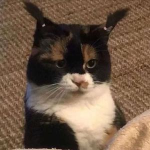 Bohemian（开车必备）