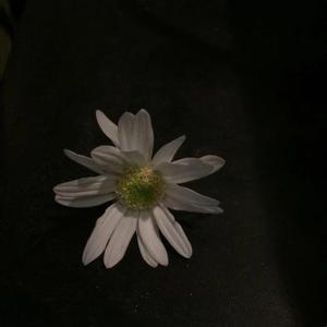 【Free】"conscious" trap beat