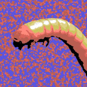 Wireworm