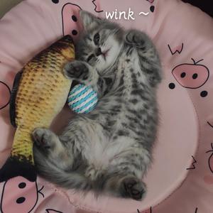 何必诗债换酒钱(女版)