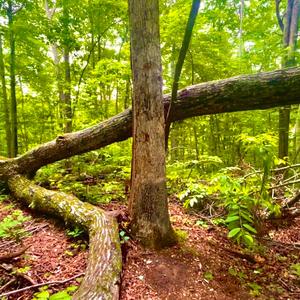 Tree Song (demo)