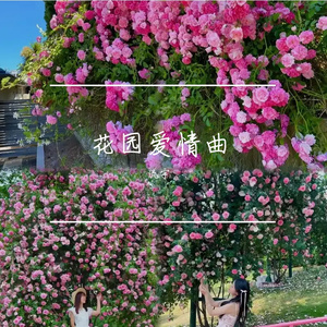 花园爱情曲