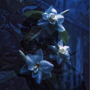 栀子花开(prod.by Morrow x Aye叶师傅)