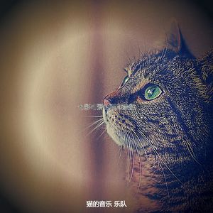 抚慰的压力大的猫回忆