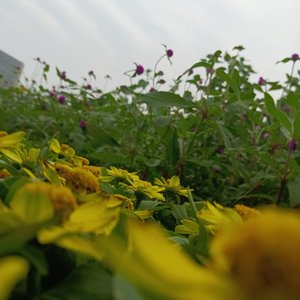 未闻花名（光遇 吉他 嘉）