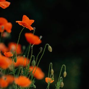 智能音箱哼唱锈色黎明