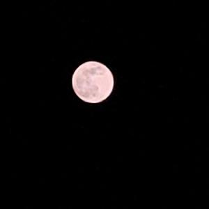 【FREE】Shine Like Moon