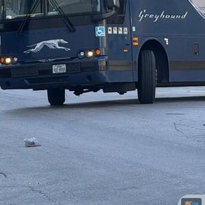 Last Greyhound to Nashville