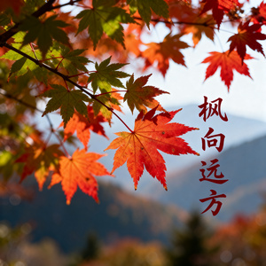 枫向远方